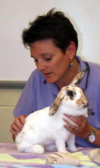 Lauren doing TTouch on a rabbit