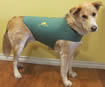 Thundershirts - The Best Solution for Dog Anxiety - Green with TTouch Logo